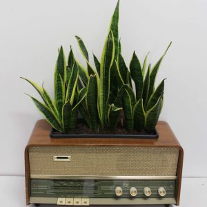 The Sound of the Sanseveria's