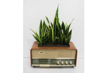 The sound of Sanseveria’s