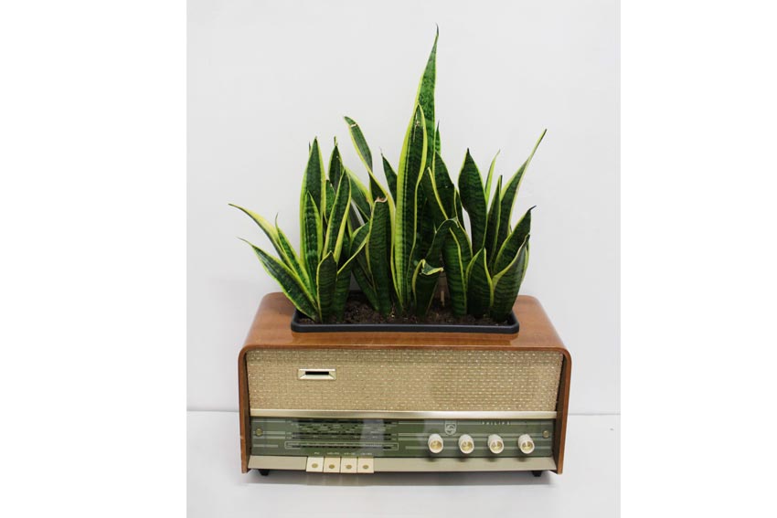 The sound of Sanseveria’s